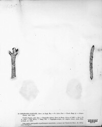 Image of Lecanographa elegans